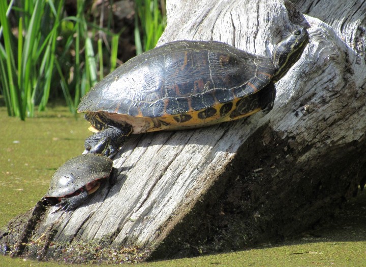 Cooter Turtle